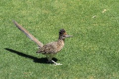 JCM-Golf-2026_-©501-Studios_05-06-26_121448_e