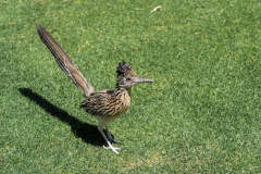 JCM-Golf-2026_-©501-Studios_05-06-26_121449_e